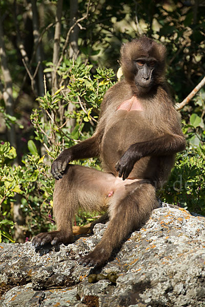 Blutbrustpavian (Theropithecus gelada)