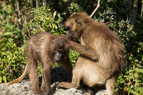 Blutbrustpavian (Theropithecus gelada)