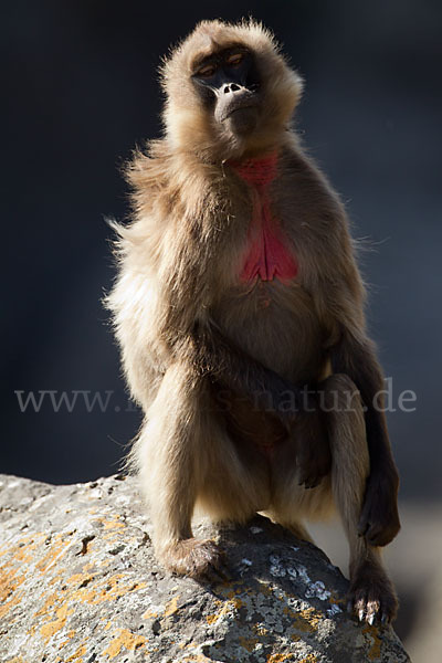 Blutbrustpavian (Theropithecus gelada)