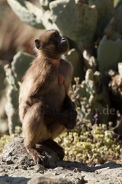 Blutbrustpavian (Theropithecus gelada)