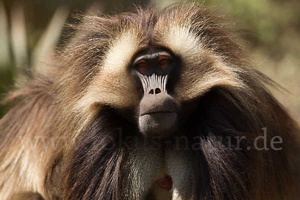 Blutbrustpavian (Theropithecus gelada)