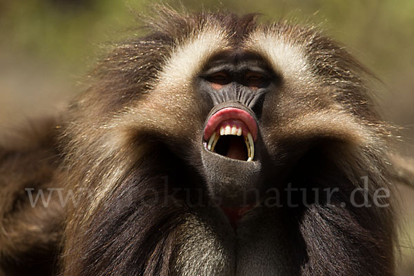 Blutbrustpavian (Theropithecus gelada)