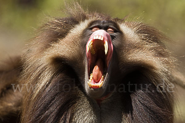 Blutbrustpavian (Theropithecus gelada)