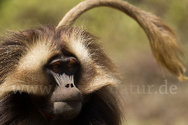 Blutbrustpavian (Theropithecus gelada)