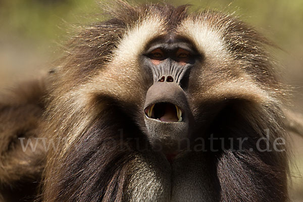 Blutbrustpavian (Theropithecus gelada)