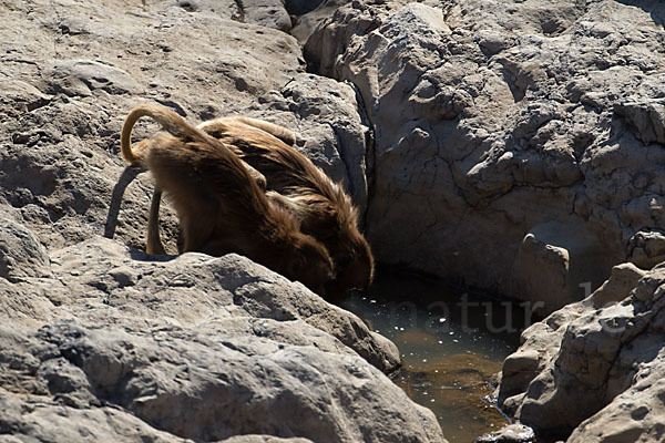 Blutbrustpavian (Theropithecus gelada)