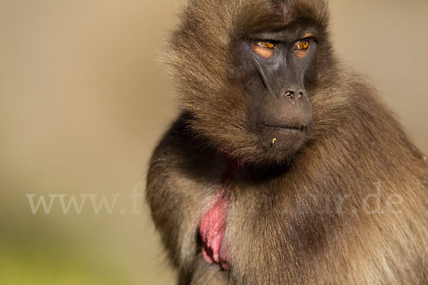 Blutbrustpavian (Theropithecus gelada)