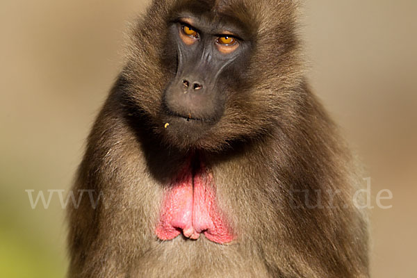 Blutbrustpavian (Theropithecus gelada)