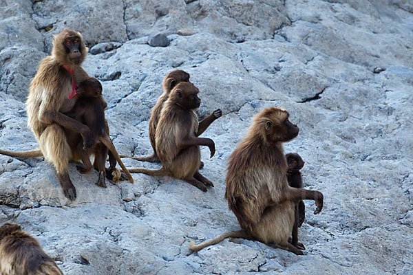 Blutbrustpavian (Theropithecus gelada)