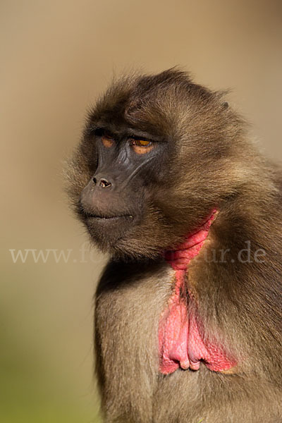 Blutbrustpavian (Theropithecus gelada)