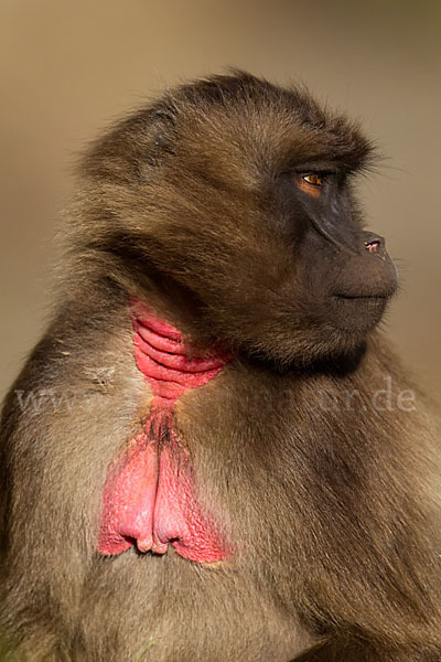 Blutbrustpavian (Theropithecus gelada)