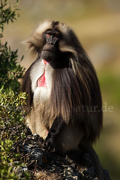 Blutbrustpavian (Theropithecus gelada)