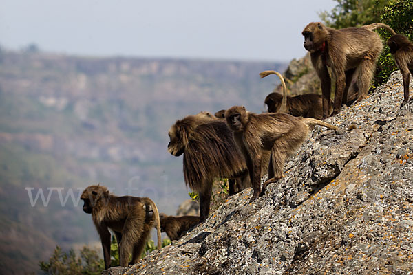 Blutbrustpavian (Theropithecus gelada)