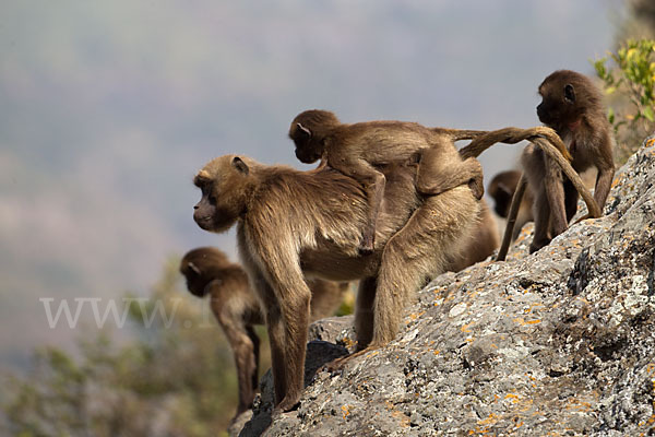 Blutbrustpavian (Theropithecus gelada)