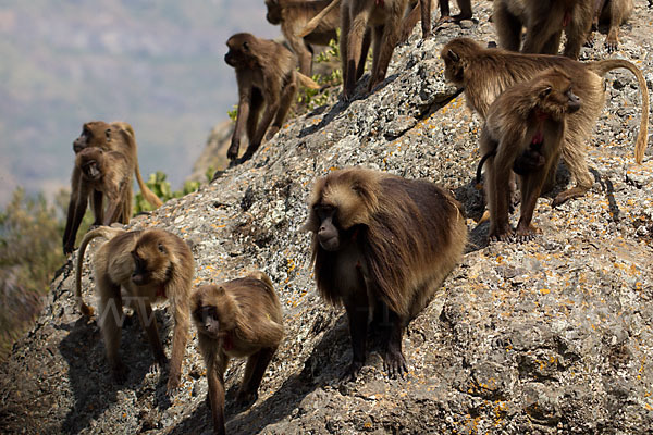 Blutbrustpavian (Theropithecus gelada)