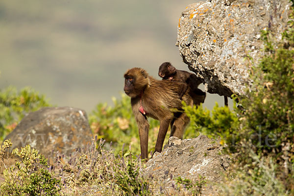 Blutbrustpavian (Theropithecus gelada)