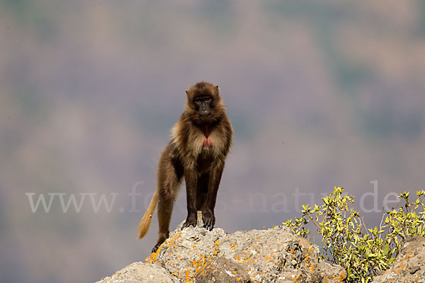 Blutbrustpavian (Theropithecus gelada)