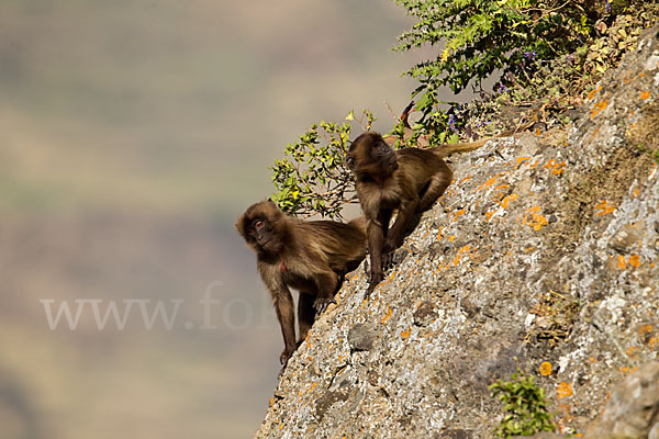 Blutbrustpavian (Theropithecus gelada)