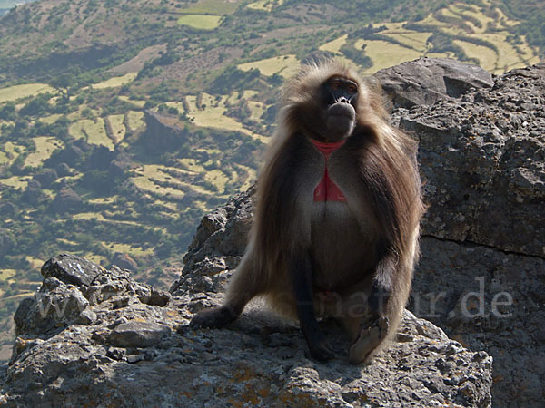 Blutbrustpavian (Theropithecus gelada)