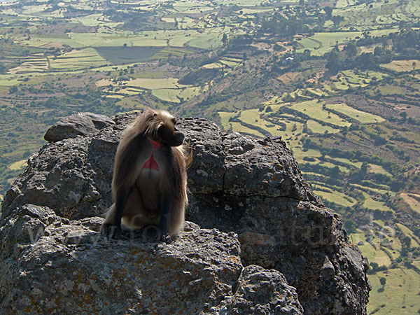 Blutbrustpavian (Theropithecus gelada)