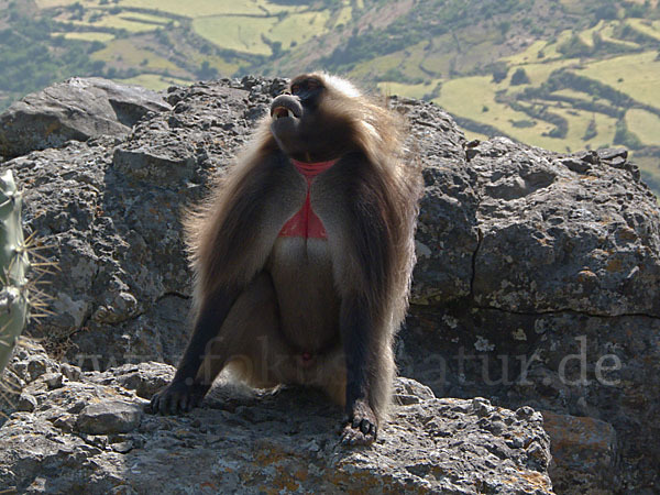 Blutbrustpavian (Theropithecus gelada)