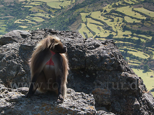 Blutbrustpavian (Theropithecus gelada)