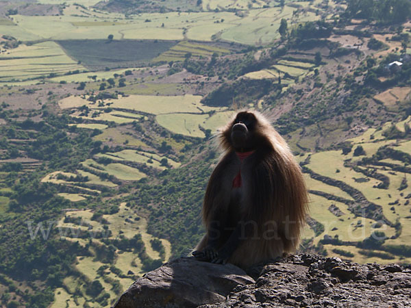 Blutbrustpavian (Theropithecus gelada)