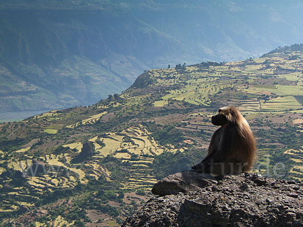 Blutbrustpavian (Theropithecus gelada)