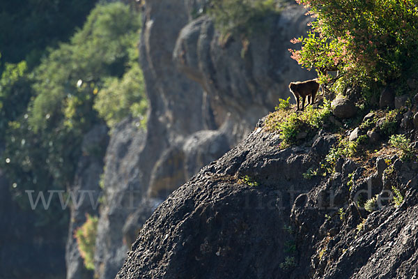 Blutbrustpavian (Theropithecus gelada)