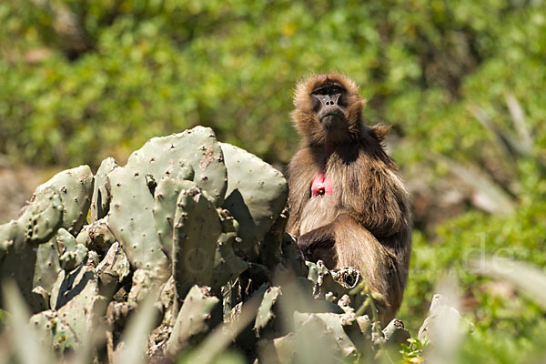 Blutbrustpavian (Theropithecus gelada)