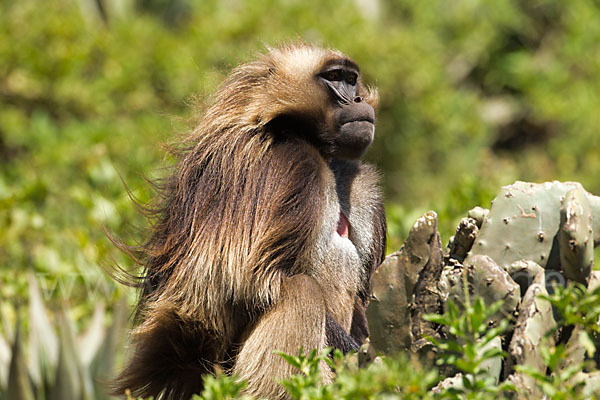 Blutbrustpavian (Theropithecus gelada)