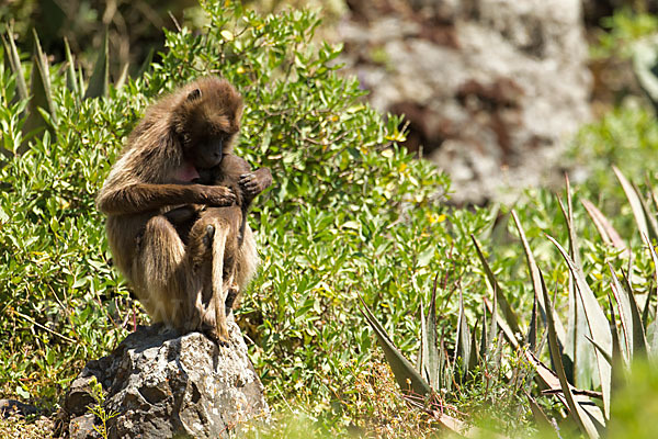 Blutbrustpavian (Theropithecus gelada)