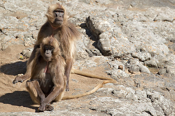 Blutbrustpavian (Theropithecus gelada)