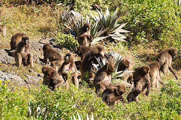 Blutbrustpavian (Theropithecus gelada)