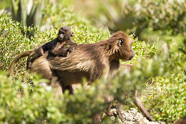 Blutbrustpavian (Theropithecus gelada)