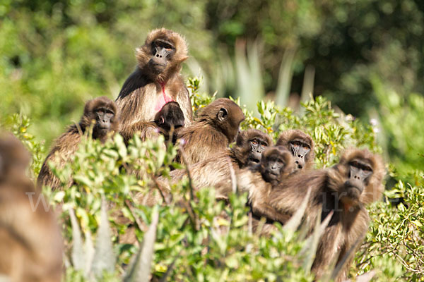 Blutbrustpavian (Theropithecus gelada)