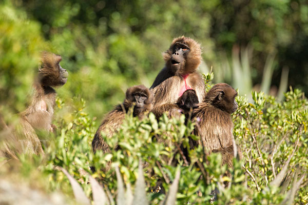 Blutbrustpavian (Theropithecus gelada)