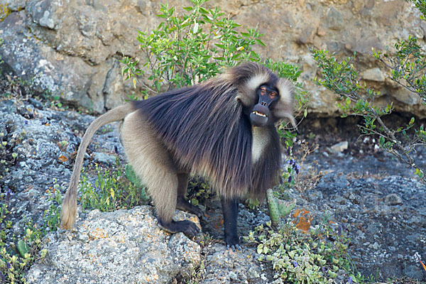 Blutbrustpavian (Theropithecus gelada)