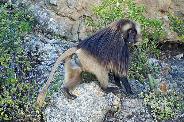 Blutbrustpavian (Theropithecus gelada)