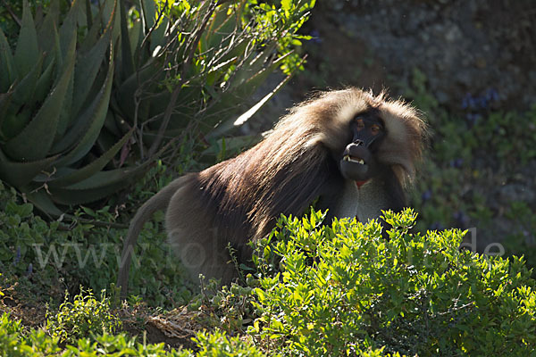 Blutbrustpavian (Theropithecus gelada)