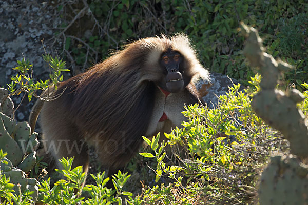 Blutbrustpavian (Theropithecus gelada)