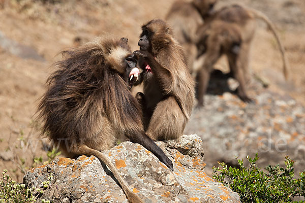 Blutbrustpavian (Theropithecus gelada)