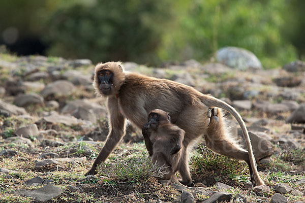 Blutbrustpavian (Theropithecus gelada)