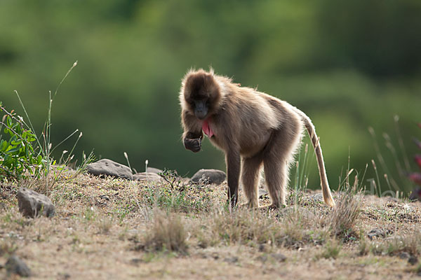 Blutbrustpavian (Theropithecus gelada)