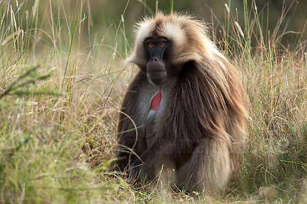 Blutbrustpavian (Theropithecus gelada)