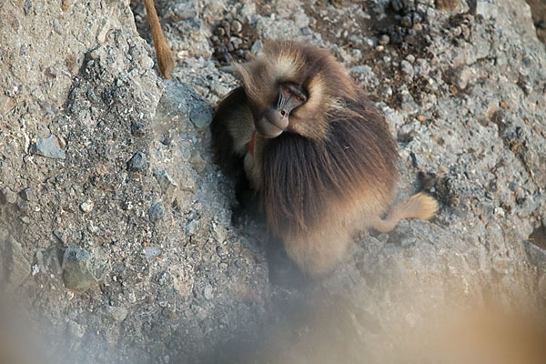 Blutbrustpavian (Theropithecus gelada)