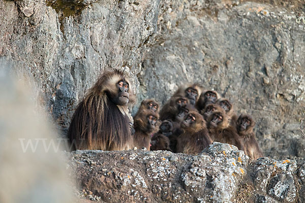 Blutbrustpavian (Theropithecus gelada)