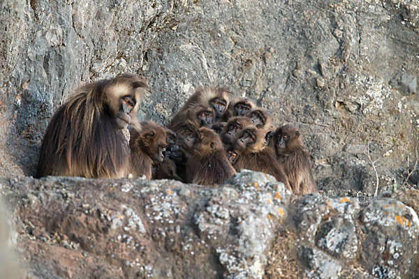 Blutbrustpavian (Theropithecus gelada)