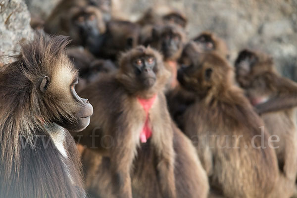 Blutbrustpavian (Theropithecus gelada)