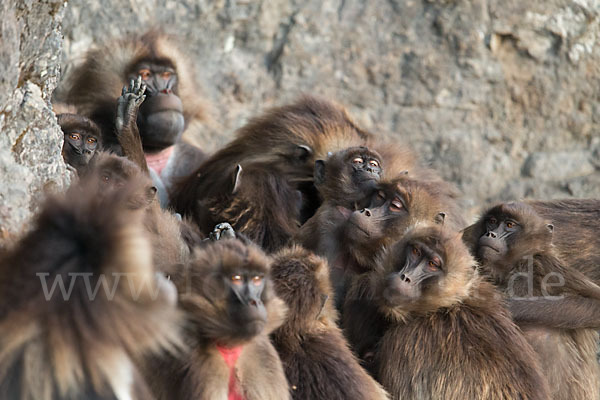 Blutbrustpavian (Theropithecus gelada)